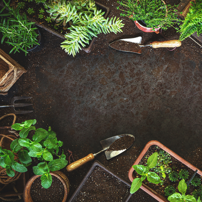 Spring is Coming: A Guide to Preparing Your Garden for a Flourishing Season in the UK