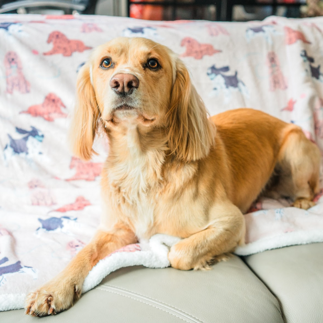 SPANIEL - Relax & Paws Blanket & Candle Gift Set