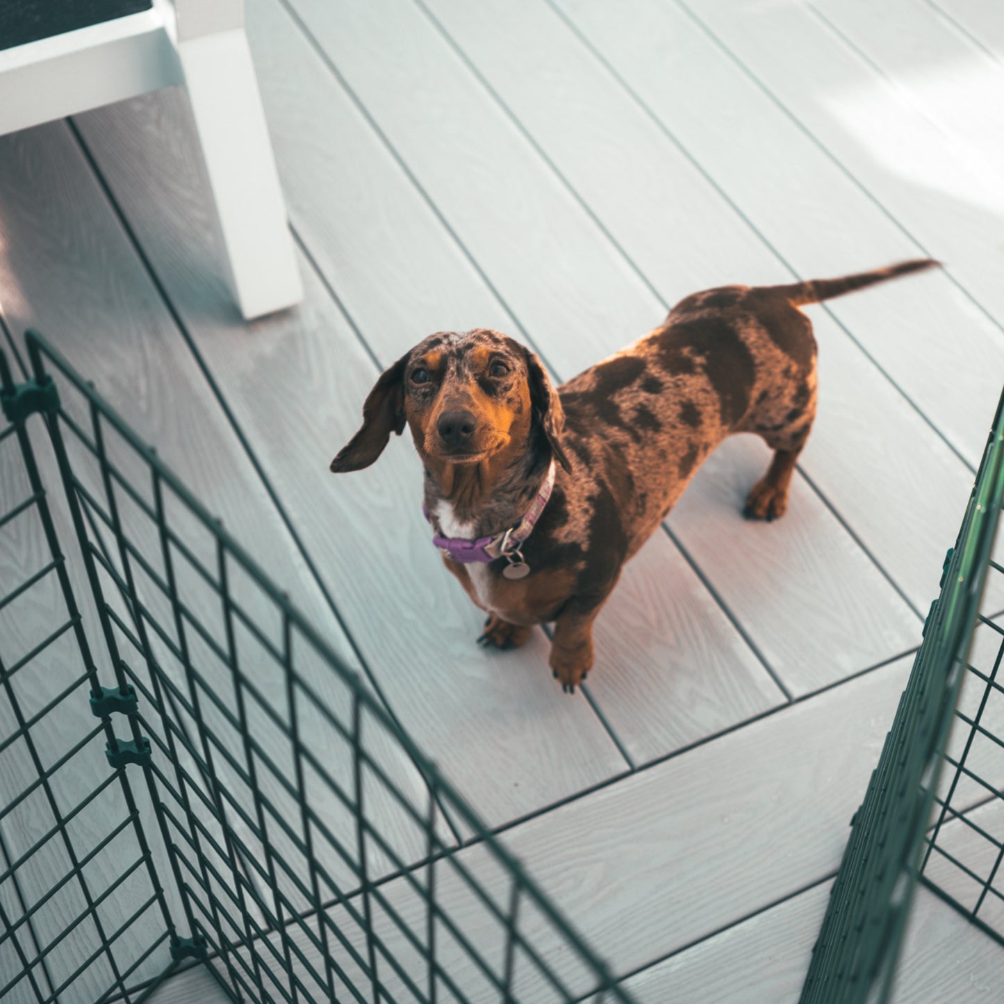 1m High Indoor Dog Fencing