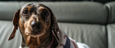 Spaniel Dog Blankets/Throws