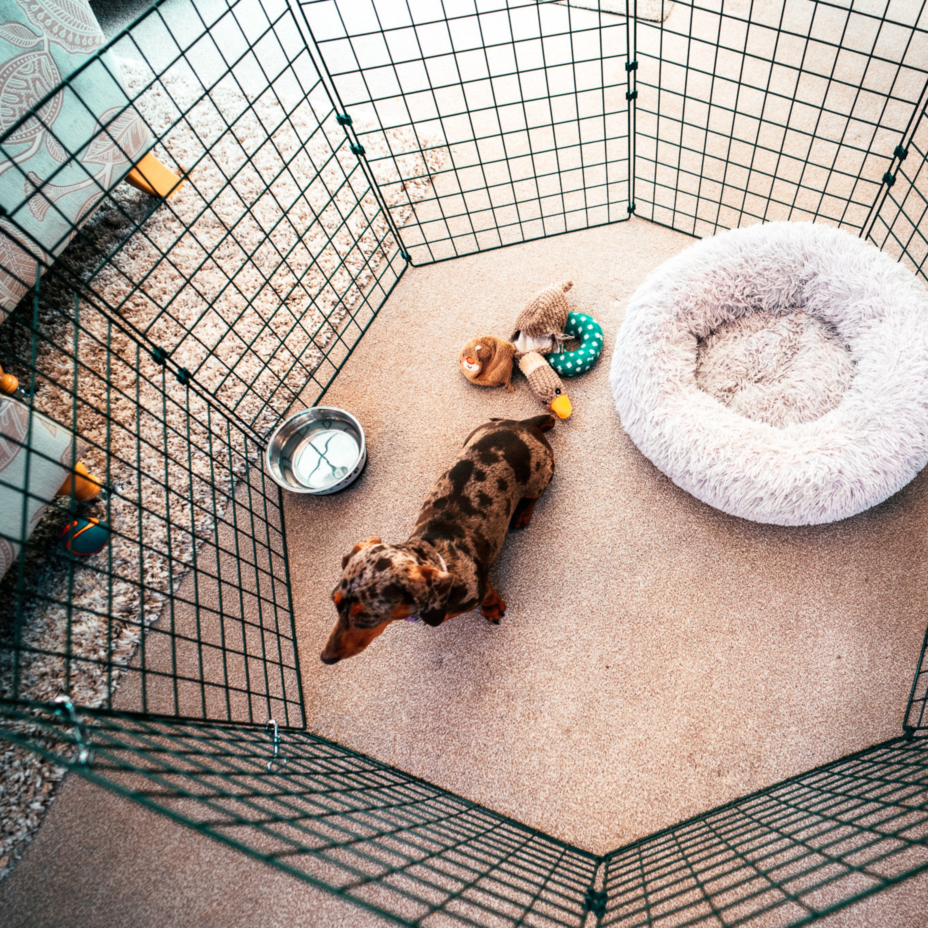 Dog/Puppy Pen's (50mm Mesh)