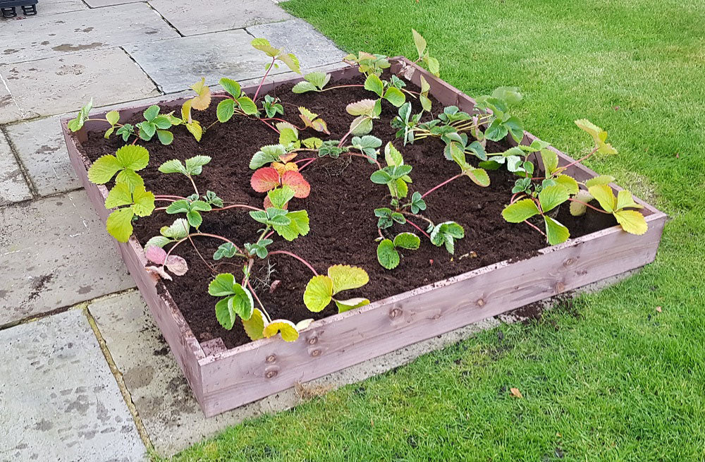 4ft x 4ft Raised Bed Complete With Free Irrigation Kit