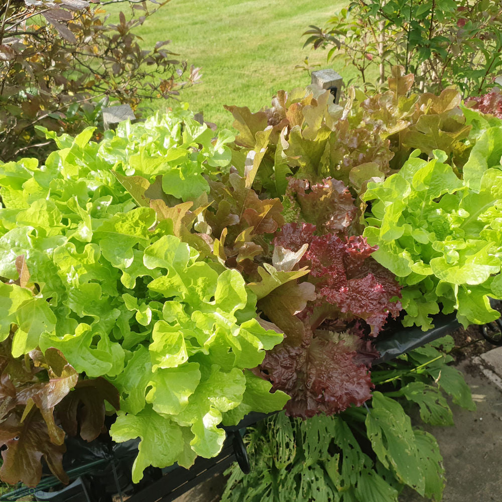 Elevated Raised Bed Growing Platform