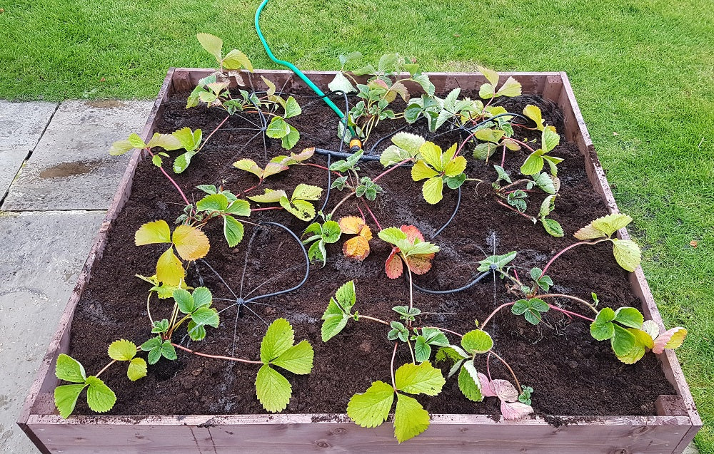 4ft x 4ft Raised Bed Complete With Free Irrigation Kit