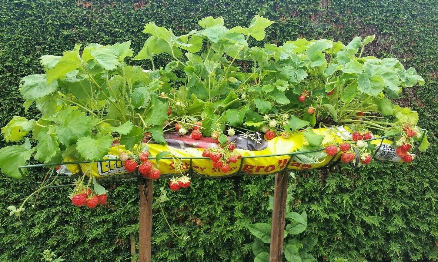 Elevated Raised Bed Growing Platform