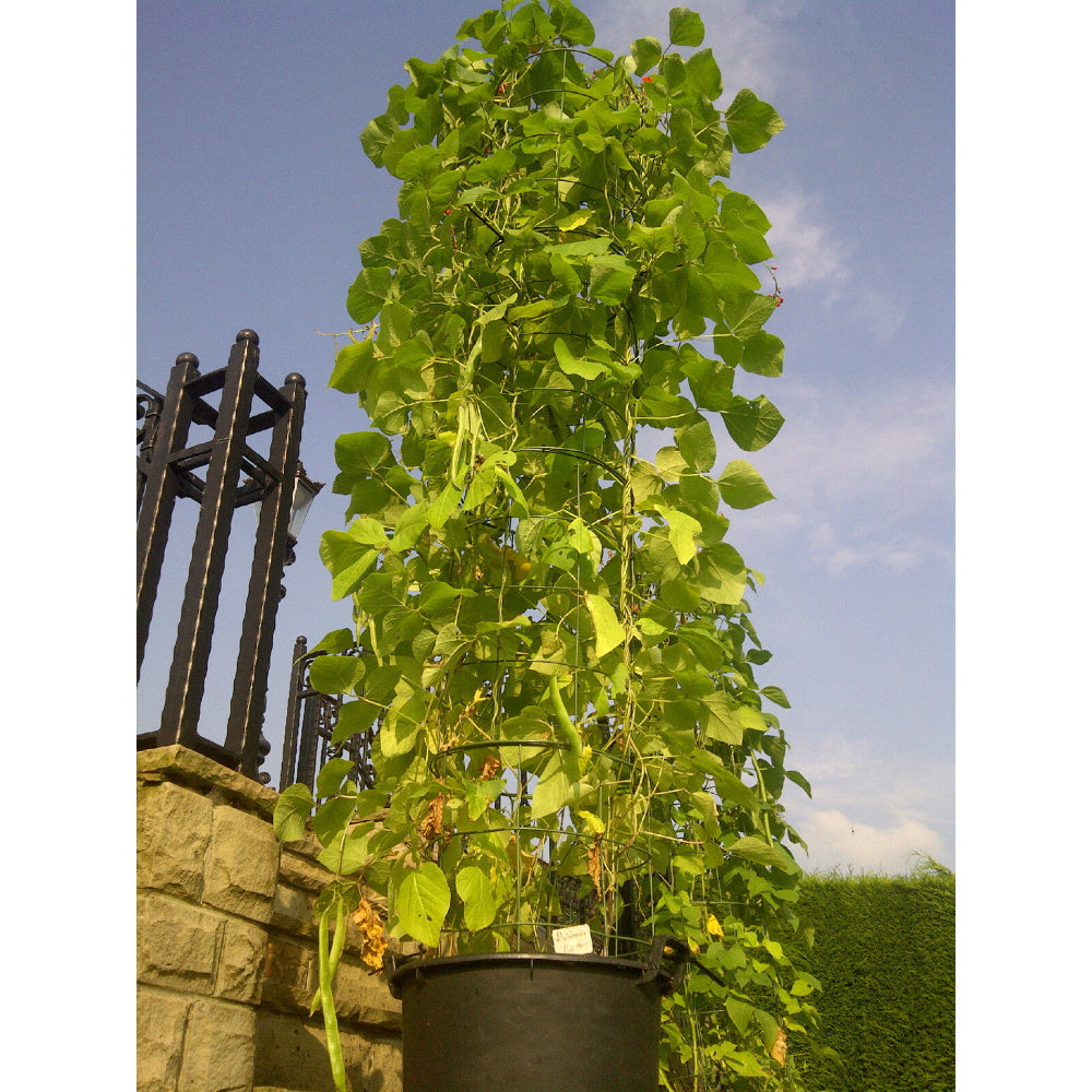 Flexigro Plant Support Towers - Including Pot and Saucer