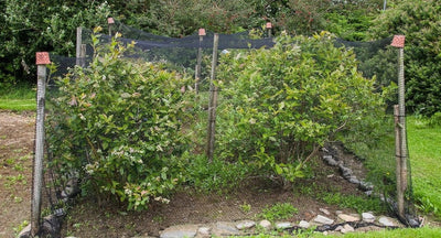 The Complete Buyer’s Guide to Bird Netting: How to Choose, How Long It Lasts, and Mistakes to Avoid