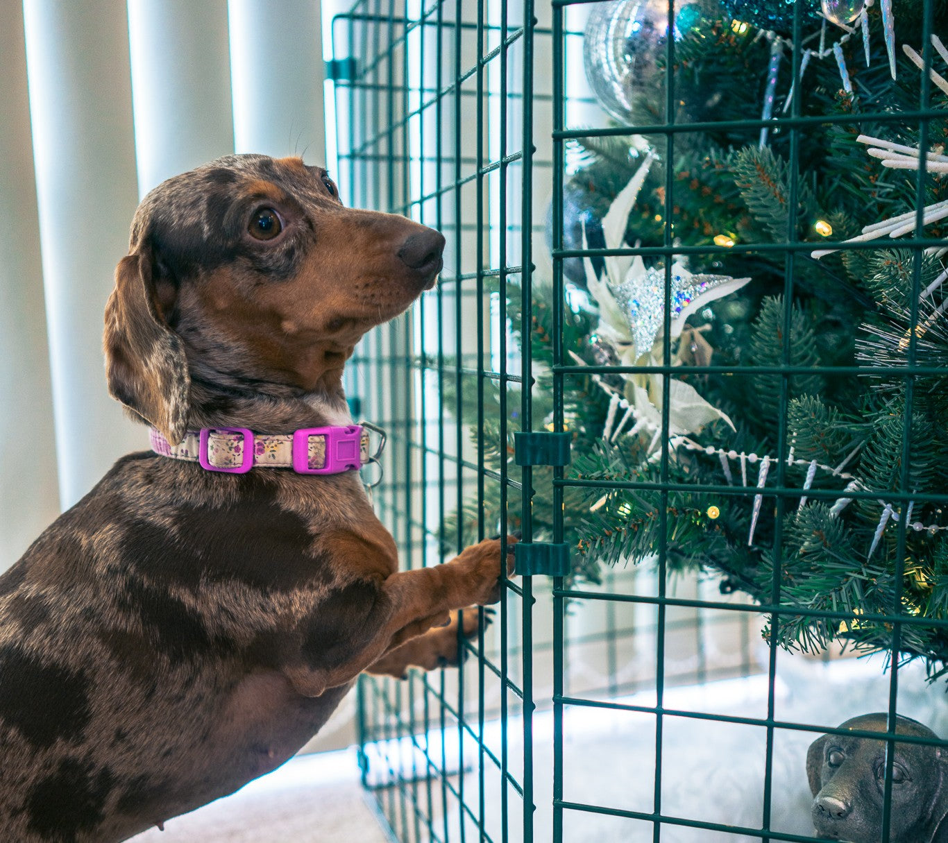 Pets and Christmas Trees Don’t Mix — Here’s How to Keep Both Safe (and Reuse Your Tree Guard All Year)