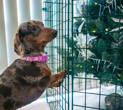 Pets and Christmas Trees Don’t Mix — Here’s How to Keep Both Safe (and Reuse Your Tree Guard All Year)
