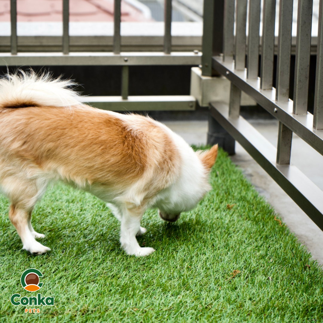 Keep Your Home And Garden Fresh With Conka Pet Stain And Odour Remover