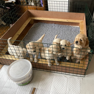 Conka's Whelping Pens: Empowering First-Time Breeders with Safe and Secure Environments