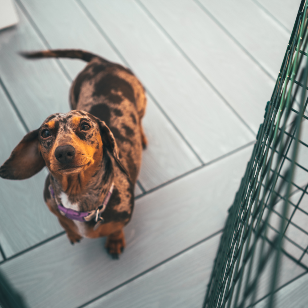 The Life-Saving Benefits of Flexible Dog Fencing: Tales from Thousands of Satisfied Customers