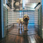 1m High Indoor Dog Fencing