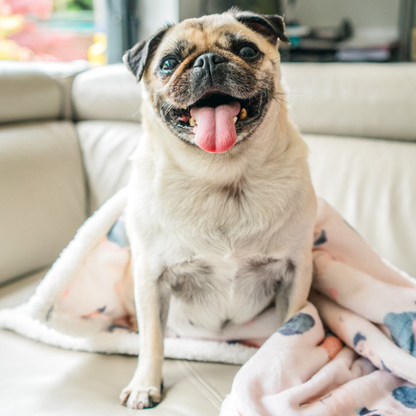 PUG Relax & Paws Blanket & Candle Gift Set