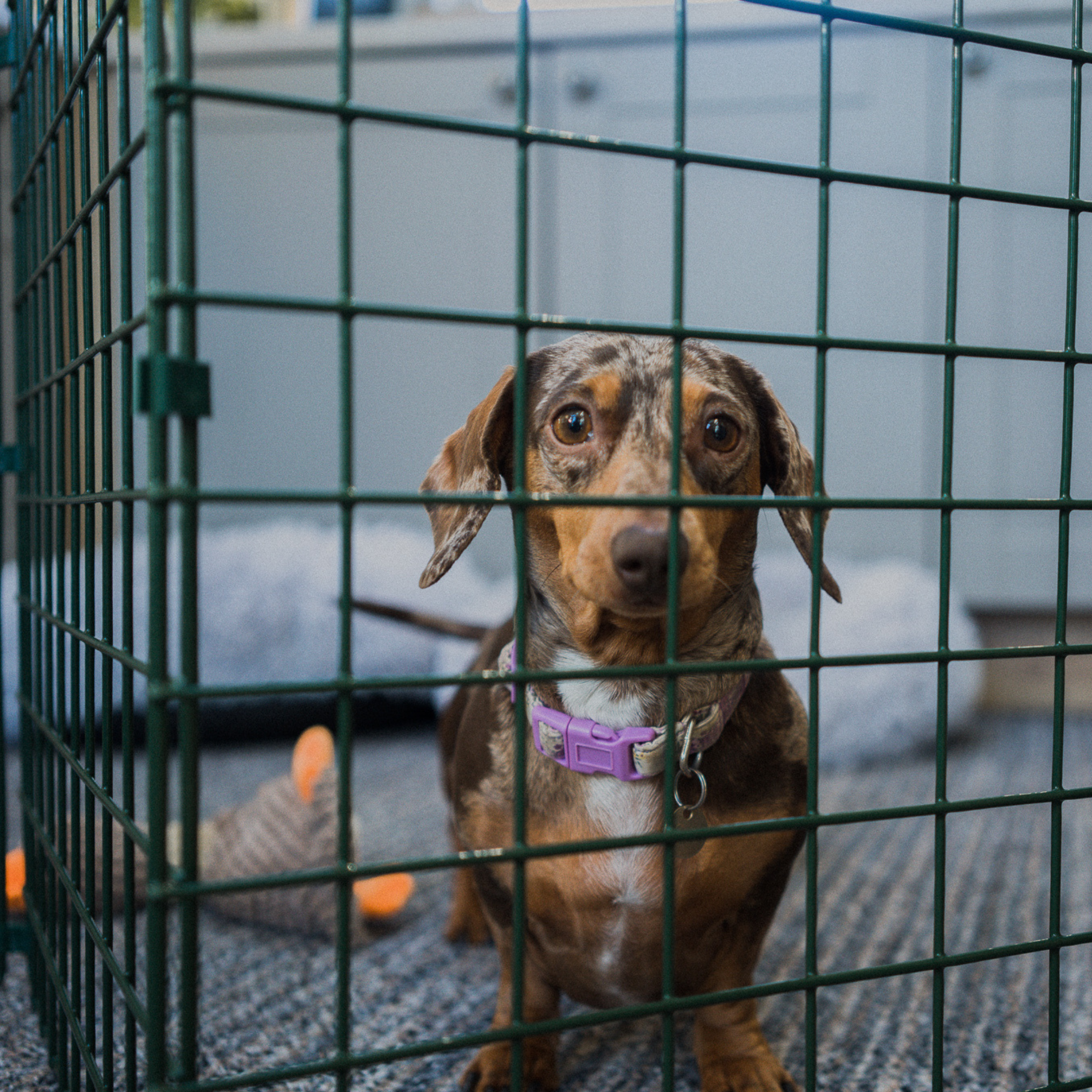 60cm High Indoor Dog Fencing