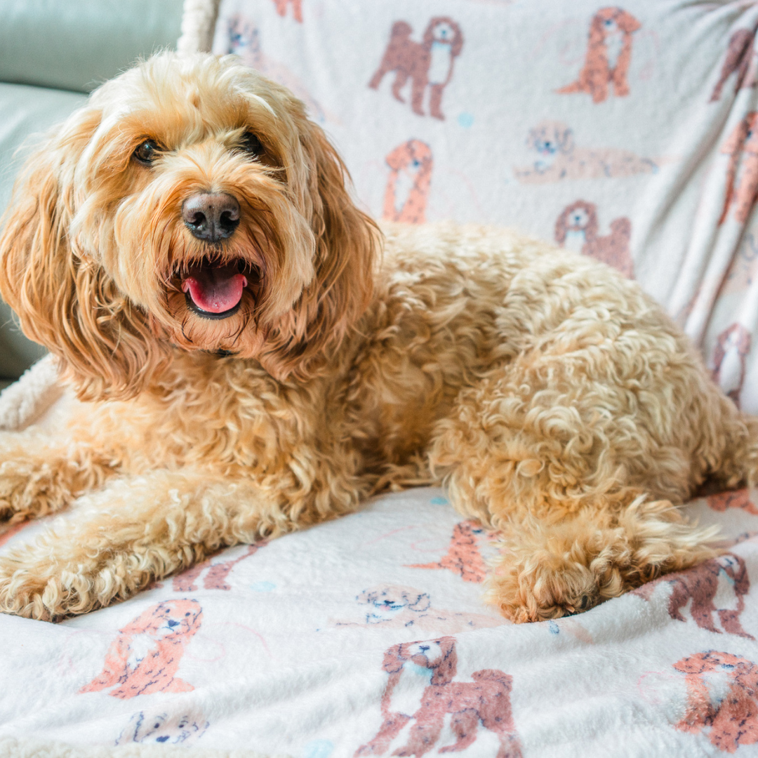 Cockapoo 'Relax & Paws' Blanket & Candle Gift Set