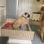 1.5m x 1.5m 1m High Whelping Box (5ft x 5ft) For Large Dogs Puppies - With Pig Rails