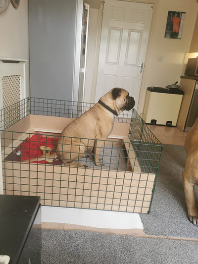 1.5m x 1.5m 1m High Whelping Box (5ft x 5ft) For Large Dogs Puppies - With Pig Rails