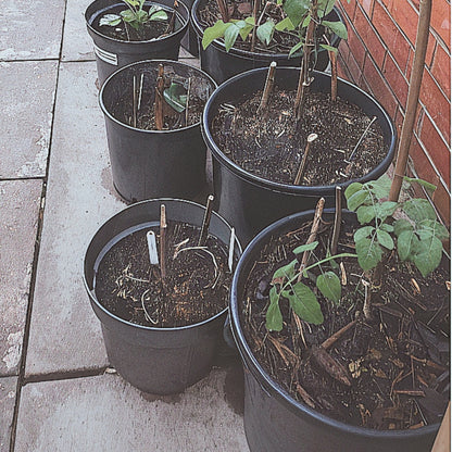 30 Litre Heavy Duty Pots With Handles Complete With 35cm Saucers