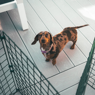 1.2m High Indoor Dog Fencing