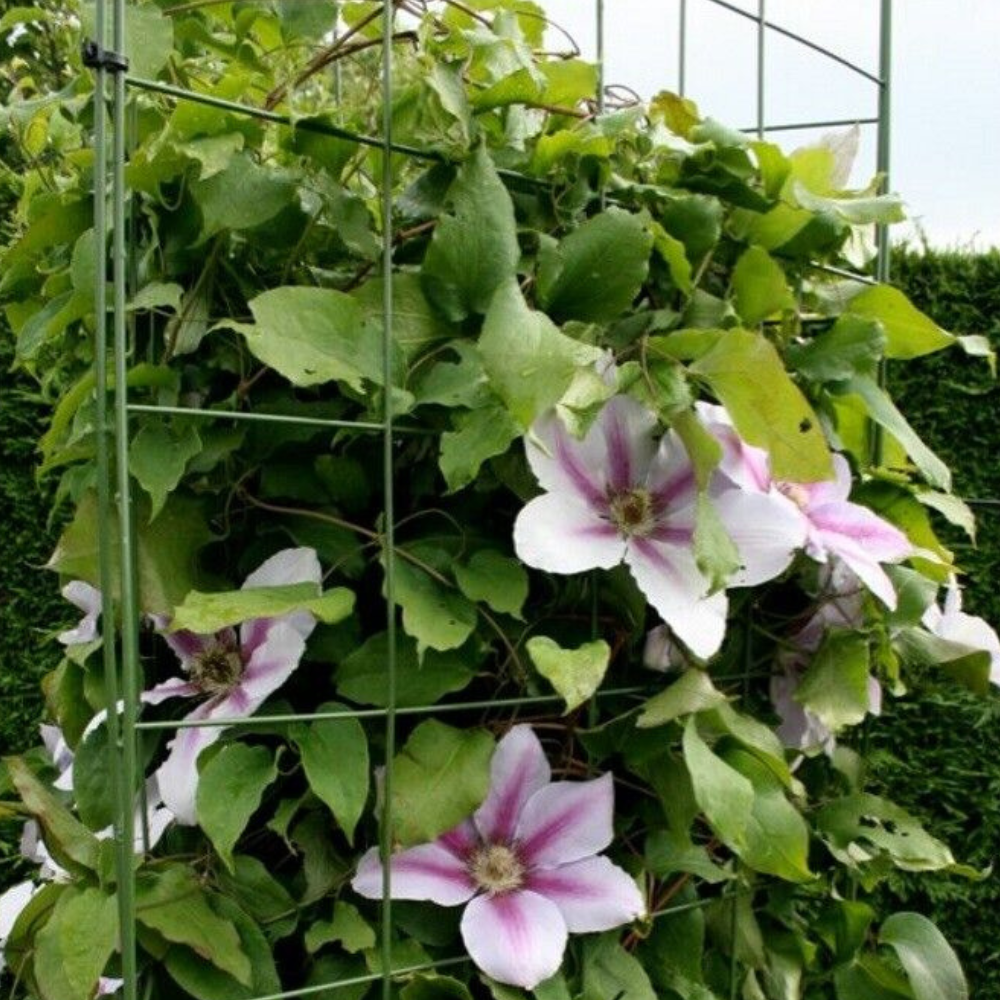 Flexigro Garden Trellis Plant Support Flat Panels Wall Plant Support Mesh For Climbing Plants