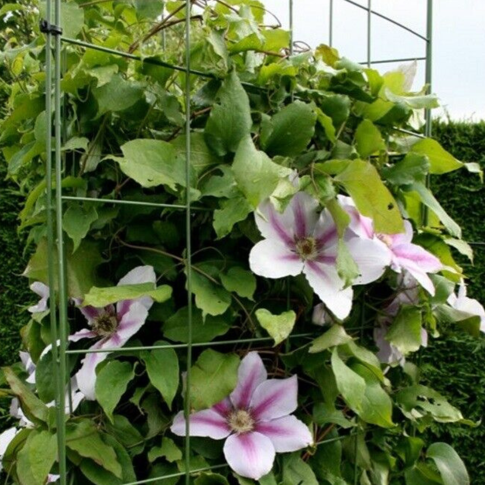 Wall Plant Support Mesh For Climbing Climbers Clematis Panel