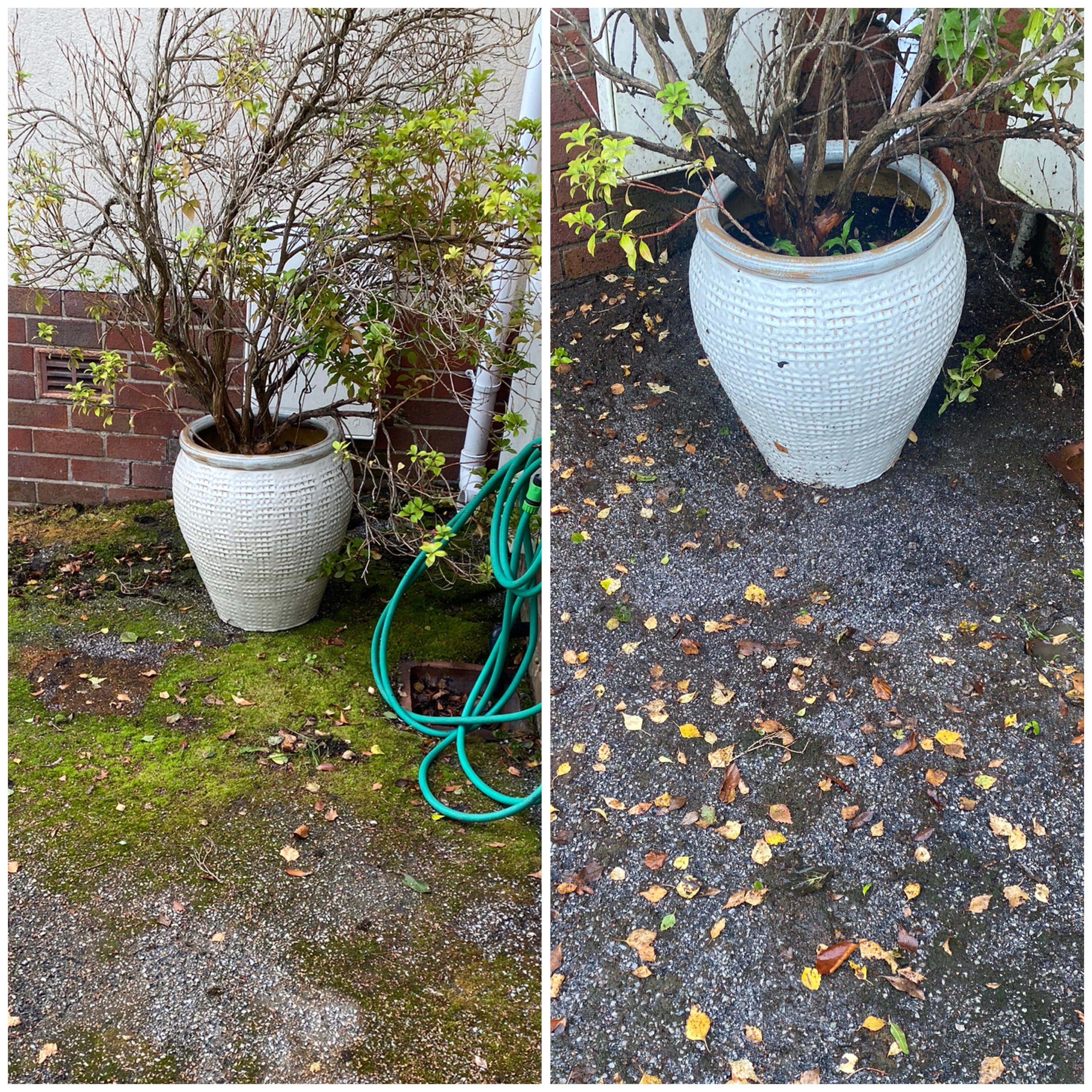 Algiclear Pro Concentrate 2.5Ltr