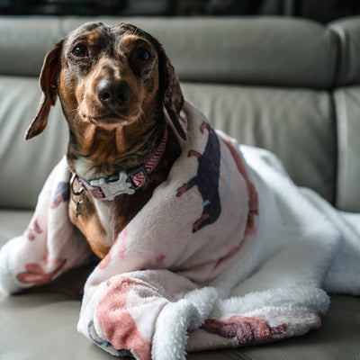 Cockapoo Dog Blankets/Throws