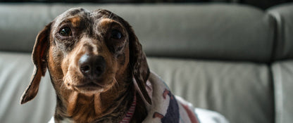 French Bulldog Dog Blankets/Throws