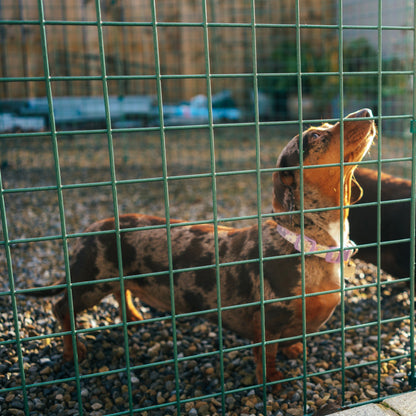 75cm High Folding Dog Fence (50mm x 50mm Mesh) Ideal for Puppy/Small Dogs