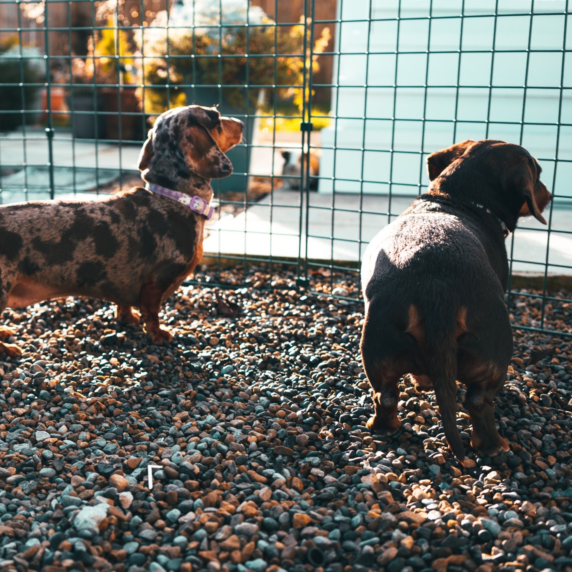 75cm High Folding Dog Fence (50mm x 50mm Mesh) Ideal for Puppy/Small Dogs