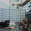 Room/Hallway Dog Fence Divider (50mm Mesh)