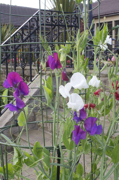 Flexigro® Plant Support – Half Circle