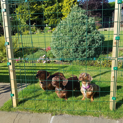Permanent Dog Fence 1m High – Standard 100 x 125mm Mesh – Posts & Panels Kit