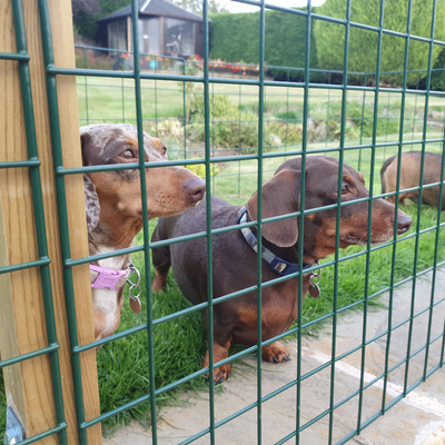 Permanent Dog Fence for Patios & Concrete – Standard Mesh – 1m or 1.5m High