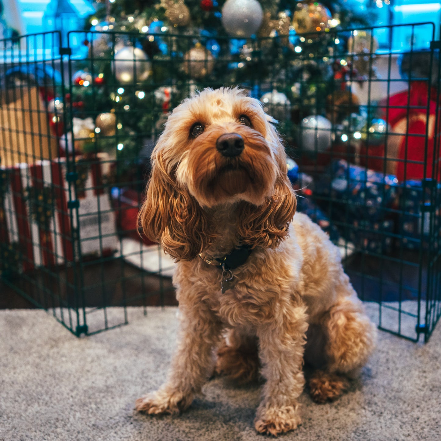 Christmas Tree Protector