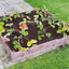 4ft x 4ft Raised Bed Complete With Free Irrigation Kit