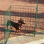 Folding Dog Fence - 60cm High (50mm x 50mm Mesh) Ideal for Puppy/Small Dogs