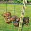 1m High Standard 100mm x 125mm Mesh Permanent Fence