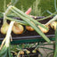 Patiogro Including Free Irrigation Kit