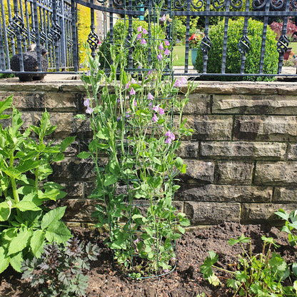 Flexigro® Plant Support – Full Circle